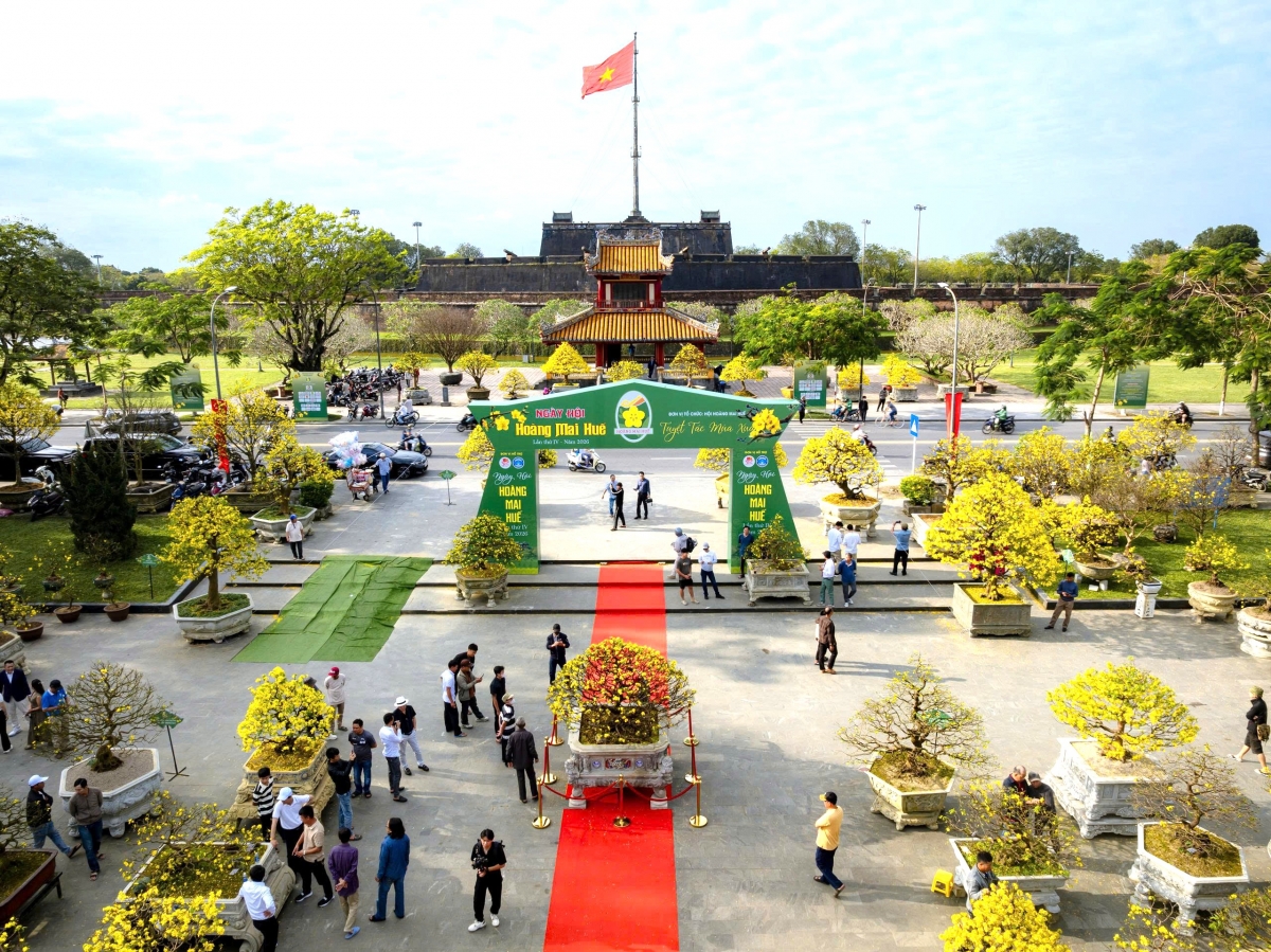 Trưng bày Hoàng mai Huế phục vụ người dân và du khách