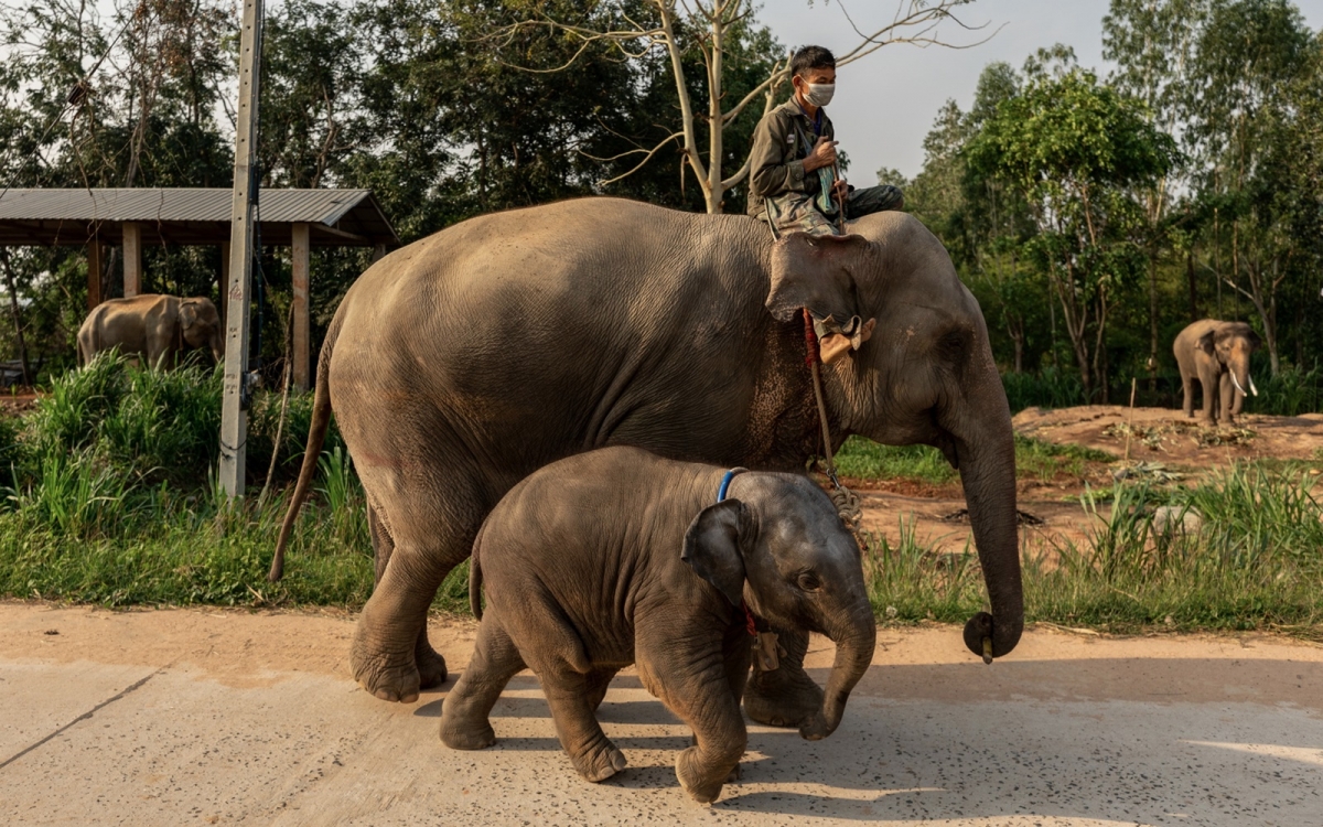 Voi Thái Lan. Ảnh: Reuters.