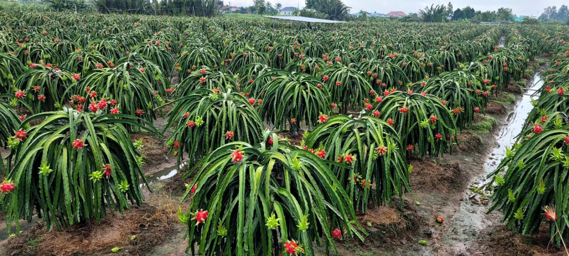 Đến thời điểm này vườn cây ăn trái ở tỉnh Đồng Tháp vẫn xanh tốt do đủ nguồn nước ngọt