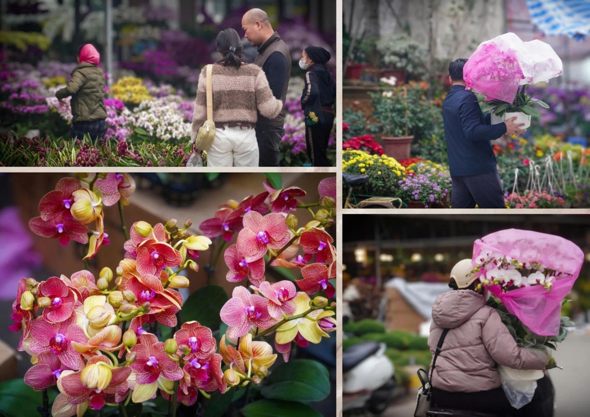 Nhiều giống lan mới, có màu sắc rực rỡ, thu hút đông đảo khách mua