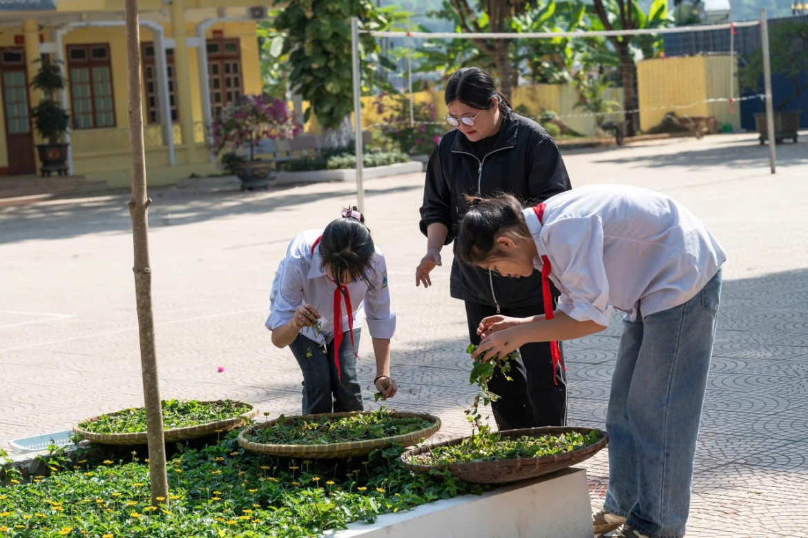 Cô giáo Hà Thị Thuận, giáo viên trường Tiểu học và THCS Huy Hạ (Phù Yên, Sơn La) hướng dẫn học sinh thu hái cây dược liệu