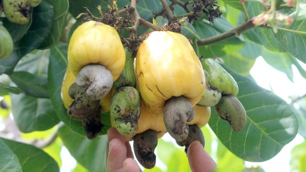 Trái điều ở Đồng Nai 