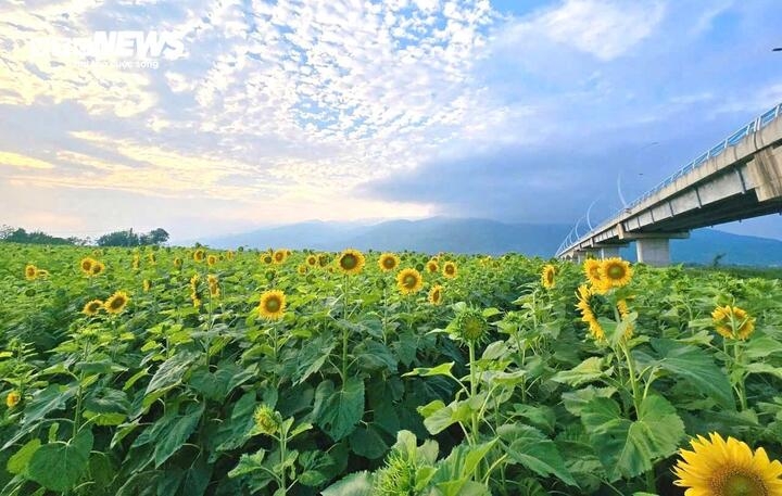 Những ngày sau Tết Nguyên đán Bính Ngọ 2026, khu vực dưới chân cầu An Bình (thôn Lâm Yên, xã Vu Gia, TP Đà Nẵng) bỗng trở thành điểm hẹn rực rỡ sắc vàng khi hoa hướng dương vào độ nở rộ. Từ sáng sớm đến chiều muộn, từng dòng người nườm nượp đổ về đây tham quan, chụp ảnh, tạo nên không khí nhộn nhịp hiếm thấy ở một vùng quê vốn yên bình.