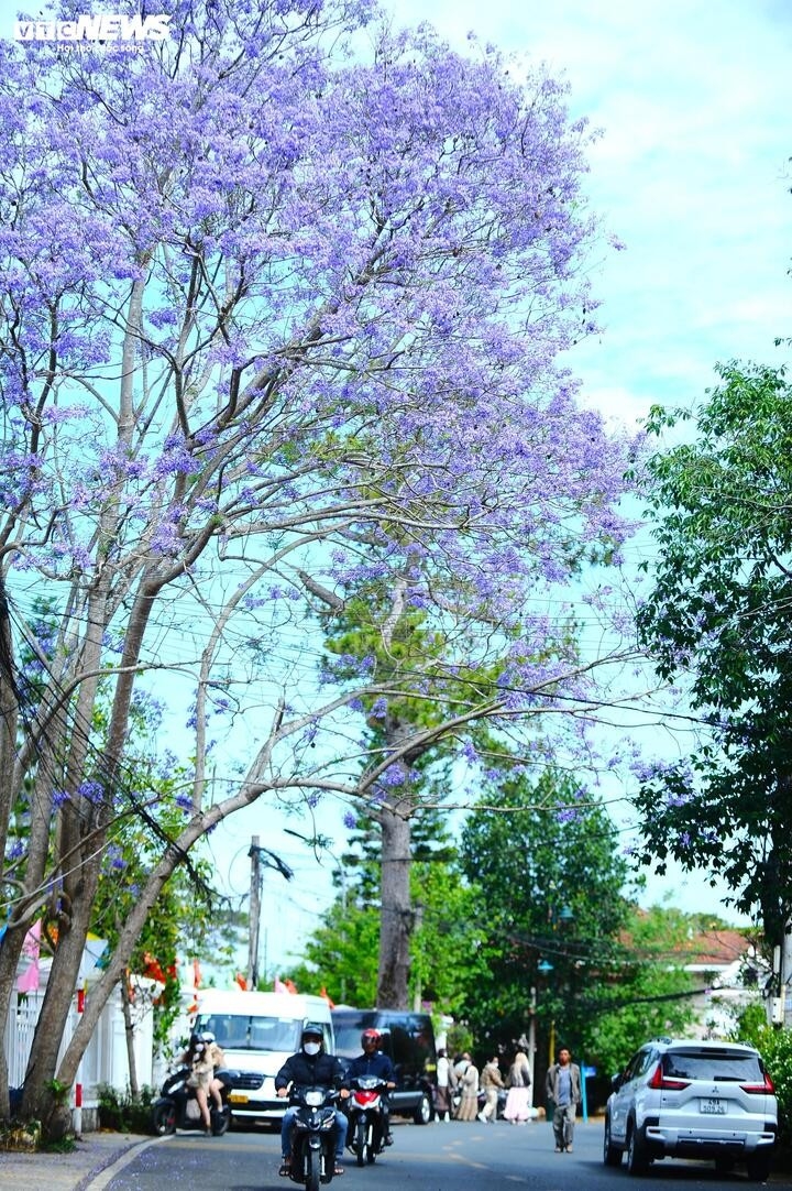 Một Đà Lạt tím biếc trong nắng tháng Ba.