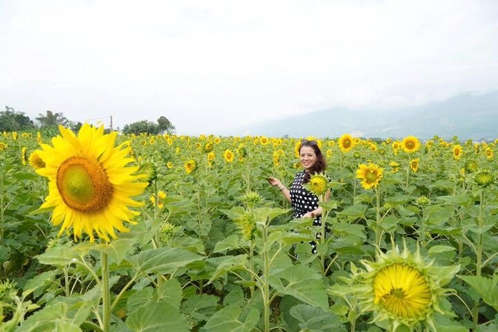 “Tôi thấy bạn bè đăng ảnh cánh đồng hoa lên mạng xã hội nên tranh thủ cuối tuần đưa con đến chụp hình. Không ngờ hoa nở đẹp và đều như vậy. Chỉ cần giơ máy lên là có ngay ảnh đẹp", một nữ du khách chia sẻ.