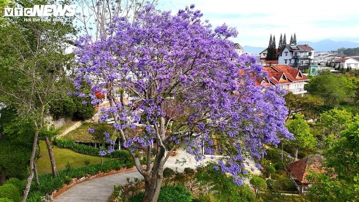 Mỗi độ phượng tím nở, Đà Lạt như khoác lên mình một tấm áo mới: dịu dàng, mộng mơ và đầy thi vị.