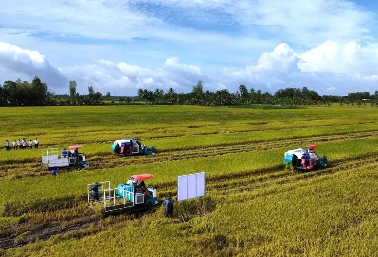 Mở rộng liên kết theo Đề án 1 triệu ha lúa chất lượng cao là giải pháp bền vững cho ngành lúa gạo vùng ĐBSCL. Ảnh: Kim Anh.