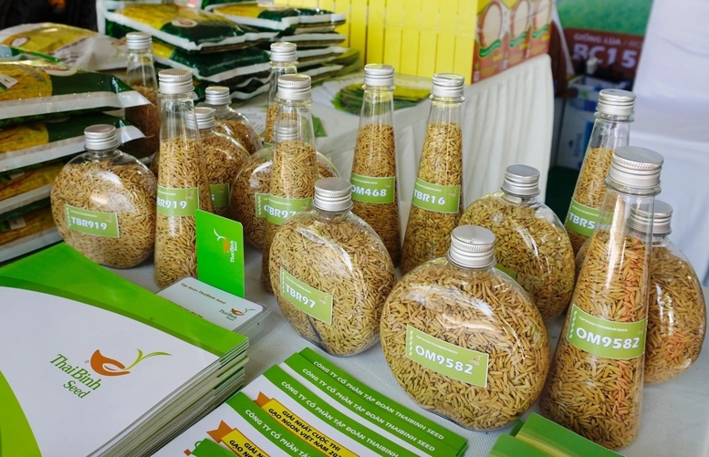 Hạt giống lúa trong nước hiện đáp ứng được trên 90% nhu cầu gieo trồng cho khoảng 7 triệu ha lúa mỗi năm, chủ yếu là các giống lúa thuần. Ảnh: Hồng Thắm