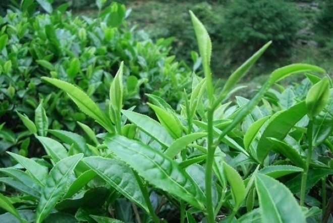 Trà xanh từ lâu đã được coi là tinh hoa của văn hóa nhiều quốc gia. (Ảnh minh họa)