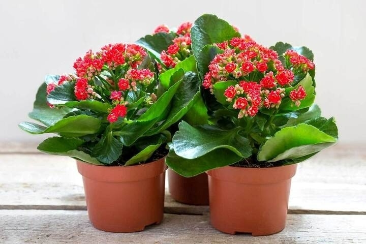 Cây sống đời là cây thuốc đa năng cực tốt cho sức khỏe. (Ảnh minh họa: VTCNews)