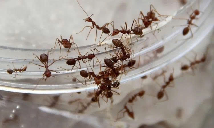 Thay vì dùng hóa chất, nhiều gia đình lựa chọn các nguyên liệu tự nhiên để xua đuổi côn trùng