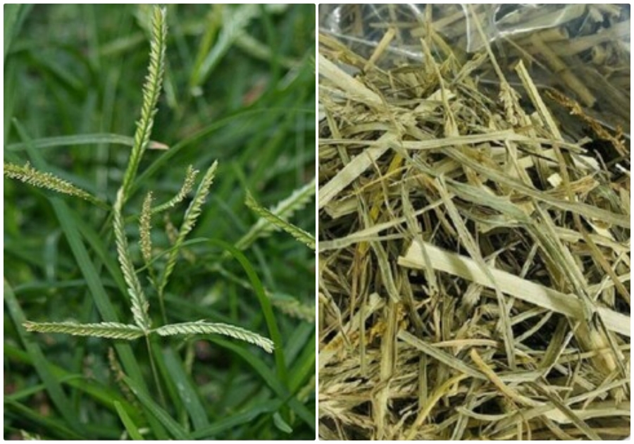 Cỏ mần trầu sử dụng đúng cách cực tốt cho sức khỏe. (Ảnh minh họa: VTCNews)