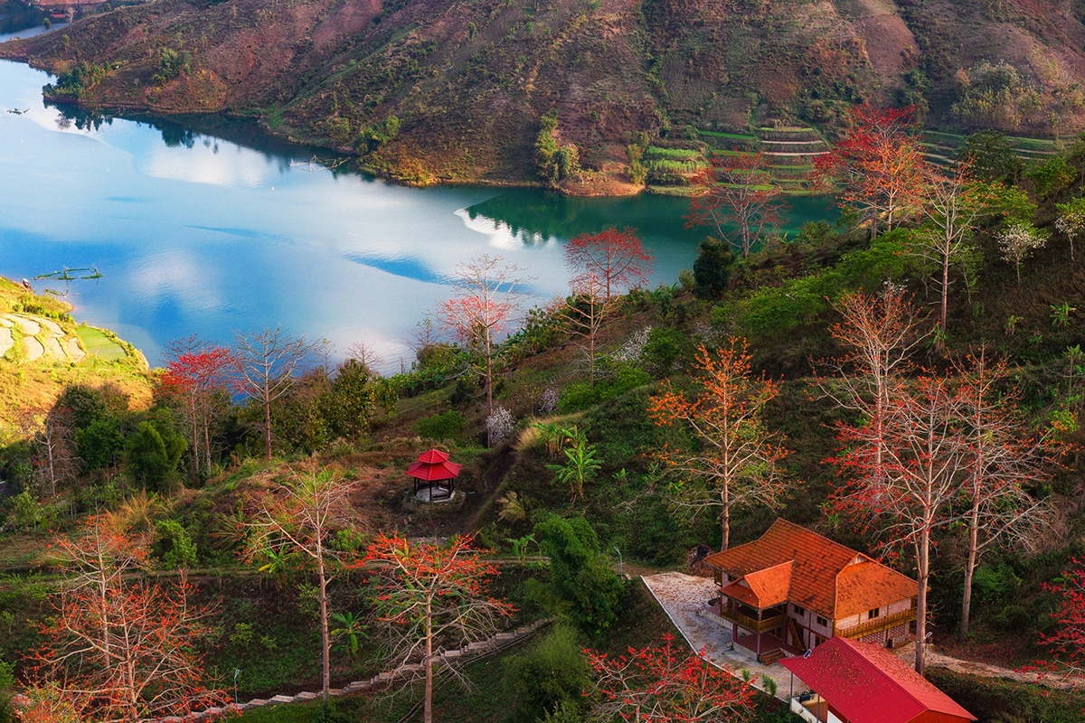 Những ngày này, hoa gạo bắt đầu nở rộ ở nhiều khu vực tại Sơn La. Từ các bờ suối, ven sông cho đến những bản làng nằm rải rác giữa sườn đồi, loạt cây gạo cổ thụ đồng loạt nở hoa, tạo nên những mảng đỏ nổi bật giữa màu xanh của núi rừng Tây Bắc.