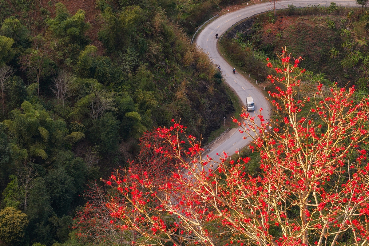 Ở Sơn La, cây gạo có mặt tại nhiều khu vực, nhưng cảnh sắc ấn tượng nhất thường được nhắc đến ở các vùng ven sông Đà, đặc biệt là khu vực Quỳnh Nhai. Tại đây, nhiều cây gạo lớn mọc ven sông hoặc trên các sườn đồi thoai thoải, tạo nên những điểm đỏ nổi bật giữa không gian mặt nước và núi đá.