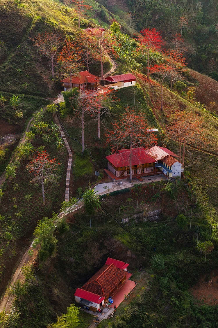 Tại các bản làng, nhiều cây gạo đã tồn tại hàng chục, thậm chí hàng trăm năm. Những thân cây xù xì, tán rộng, đứng lặng lẽ giữa nương ngô hay ven đường bản. Theo người dân địa phương, nhiều cây gạo đã gắn bó với đời sống của bản làng qua nhiều thế hệ.