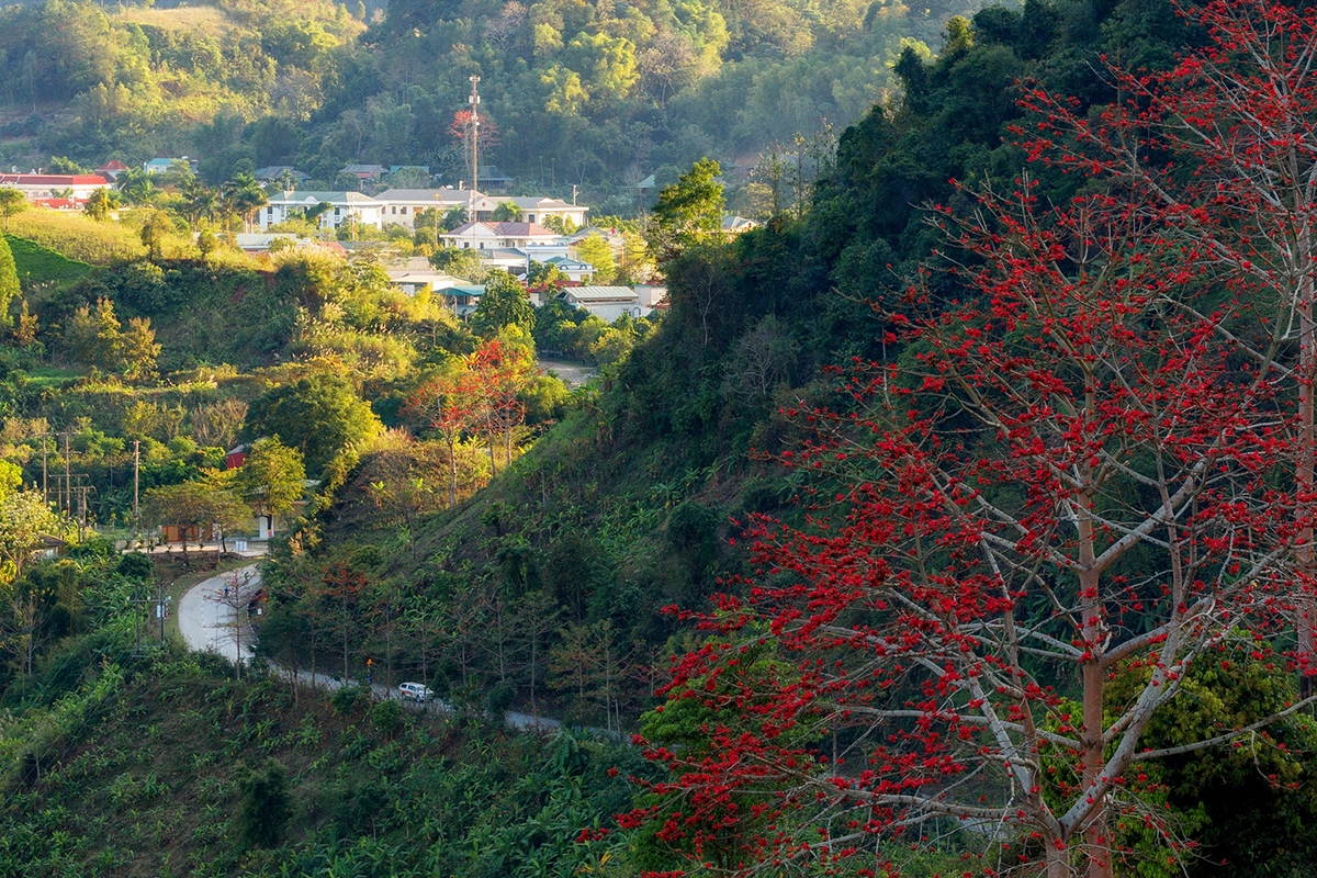 Những năm gần đây, cùng với mùa hoa mận, hoa đào hay sơn tra, mùa hoa gạo cũng dần trở thành một điểm nhấn trong các hoạt động du lịch tại Sơn La. Vào thời điểm hoa nở rộ, nhiều du khách và bạn trẻ tìm đến các khu vực có cây gạo cổ thụ để chụp ảnh, ghi lại khung cảnh đặc trưng của vùng núi Tây Bắc.