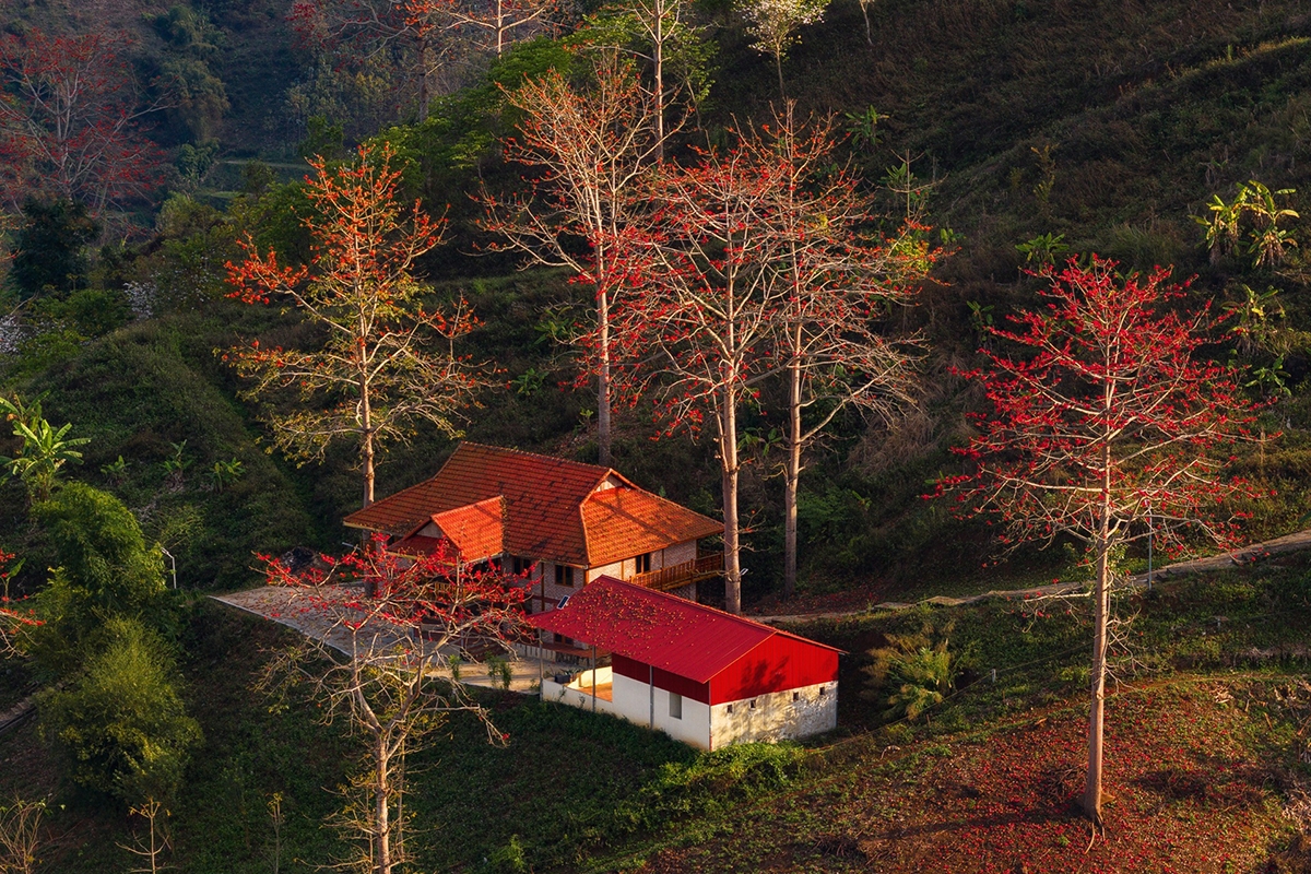 Dọc những con đường dẫn vào bản, bên bờ nương hay ven sông, những cây gạo cao lớn vươn tán rộng, nổi bật giữa không gian mênh mang.