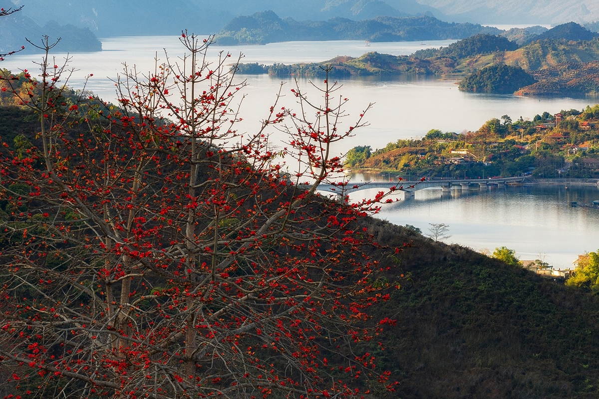 Khác với nhiều loài cây rừng khác, khi bước vào mùa hoa, cây gạo thường rụng gần hết lá. Trên những cành khẳng khiu, chỉ còn lại những bông hoa đỏ đậm nở dày đặc.