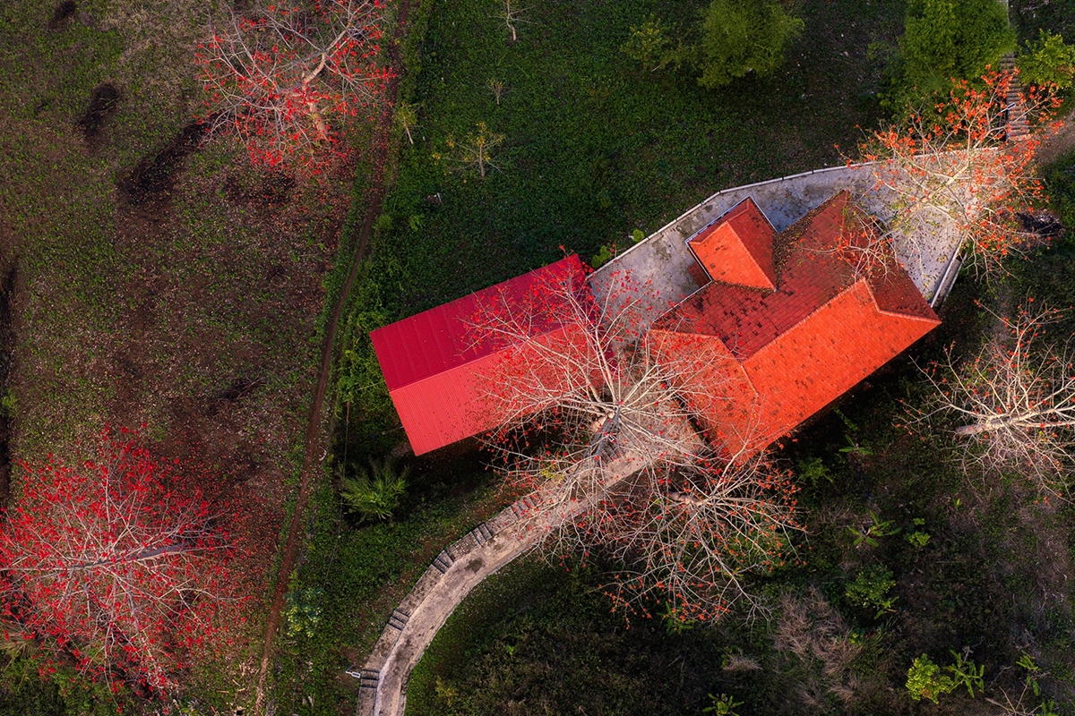 Chính sự tương phản giữa cành trơ và sắc hoa rực rỡ đã tạo nên hình ảnh rất đặc trưng của loài cây này.