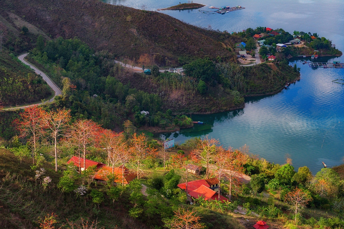 Khi hoa nở rộ, cả tán cây gần như được phủ kín bởi những chùm hoa đỏ, tạo thành điểm nhấn dễ nhận thấy giữa không gian núi rừng.