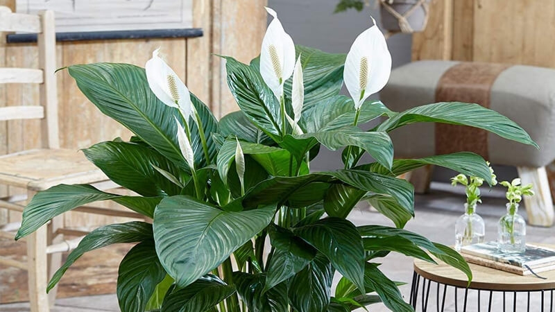 Xu hướng đưa cây xanh vào nhà ngày càng phổ biến. Không chỉ làm đẹp không gian, nhiều loại cây còn giúp cải thiện không khí và hỗ trợ sức khỏe