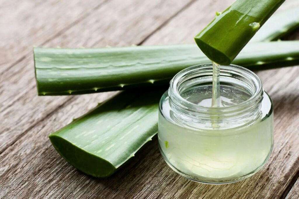 Lô hội từ lâu được sử dụng phổ biến trong chăm sóc da nhờ đặc tính kháng khuẩn, chống viêm và làm dịu da