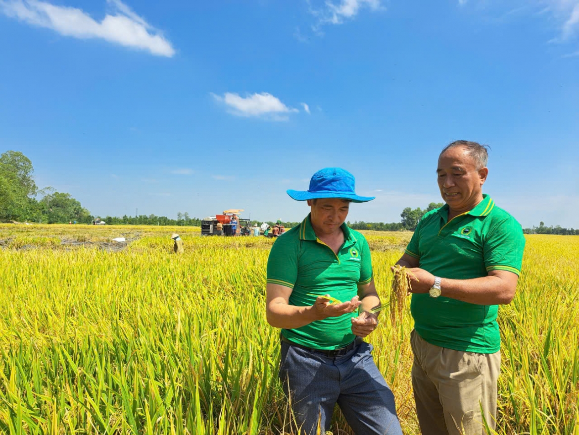 Vụ lúa Đông Xuân năm nay tại tỉnh Đồng Tháp trúng mùa nhưng giá lúa không cao nên lợi nhuận đối với nông dân rất thấp