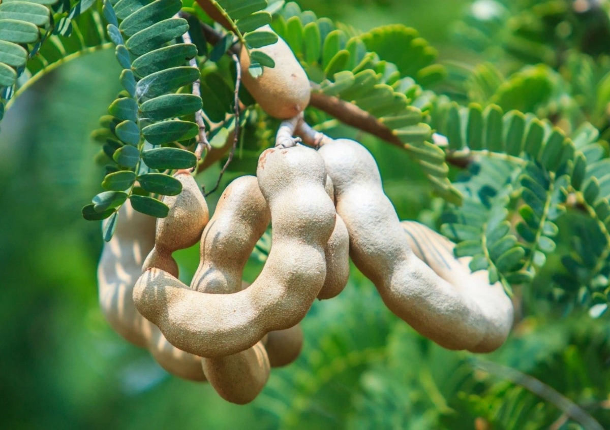 Việc bổ sung me vào chế độ ăn uống một cách hợp lý sẽ mang lại những thay đổi tích cực cho cơ thể từ bên trong. Ảnh minh họa: Thanh Niên)