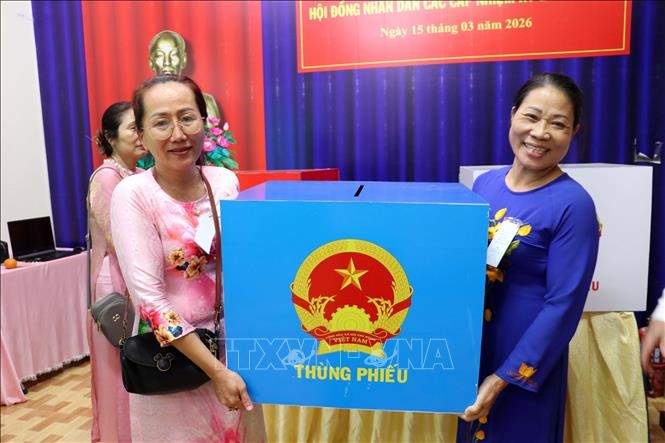 Các thành viên Tổ bầu cử số 27, phường Tam Thắng, TP Hồ Chí Minh tiến hành quy trình kiểm phiếu ngay sau khi kết thúc bầu cử, ngày 15/3/2026. Ảnh: Mạnh Dương/TTXVN
