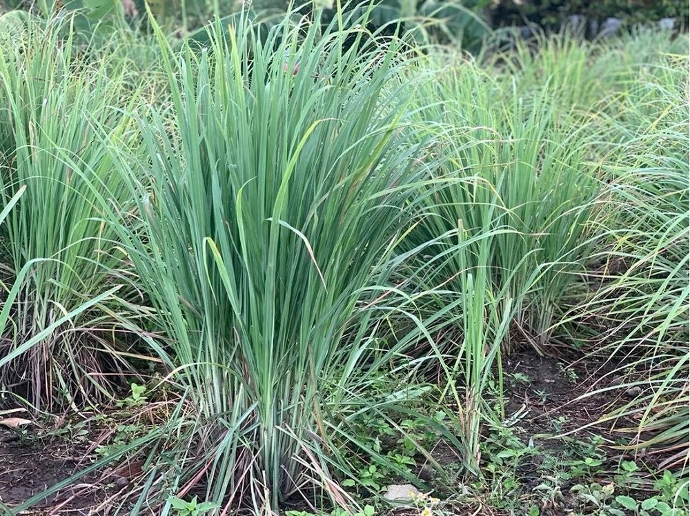  Sả không chỉ là một loại gia vị tạo nên linh hồn cho các món ăn Đông Nam Á mà còn là một vị thuốc quý trong kho tàng y học dân gian. (Ảnh minh họa).