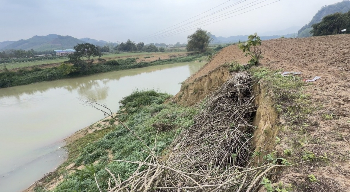 Đất canh tác của người dân một phần sát mép sông, một phần đã bị sụt lún sâu vào phía trong bờ.