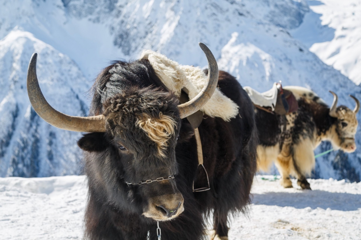 Bò Tây Tạng (Yak) là nguồn thực phẩm chính của người dân bản địa. (Ảnh: MoutainJeky)