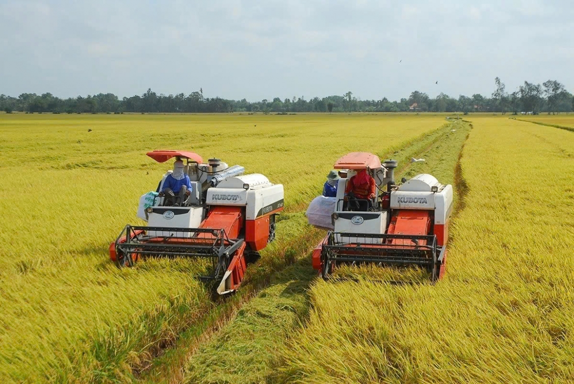 Công tác thu hoạch lúa ở ở ĐBSCL (ảnh minh họa)
