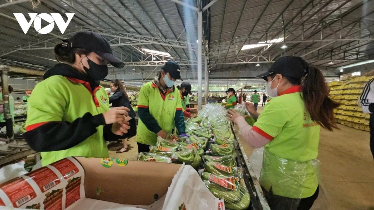 Người tiêu dùng gặp khó khăn khi lựa chọn các loại rau củ sạch...(Ảnh Internet)