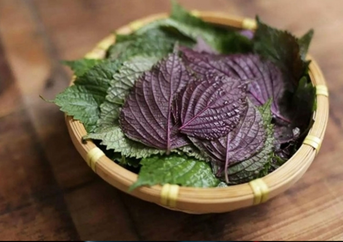 Lá tía tô có thể mang lại nhiều lợi ích sức khỏe đáng kinh ngạc nếu sử dụng đúng cách. (Ảnh minh họa: VTCNews)