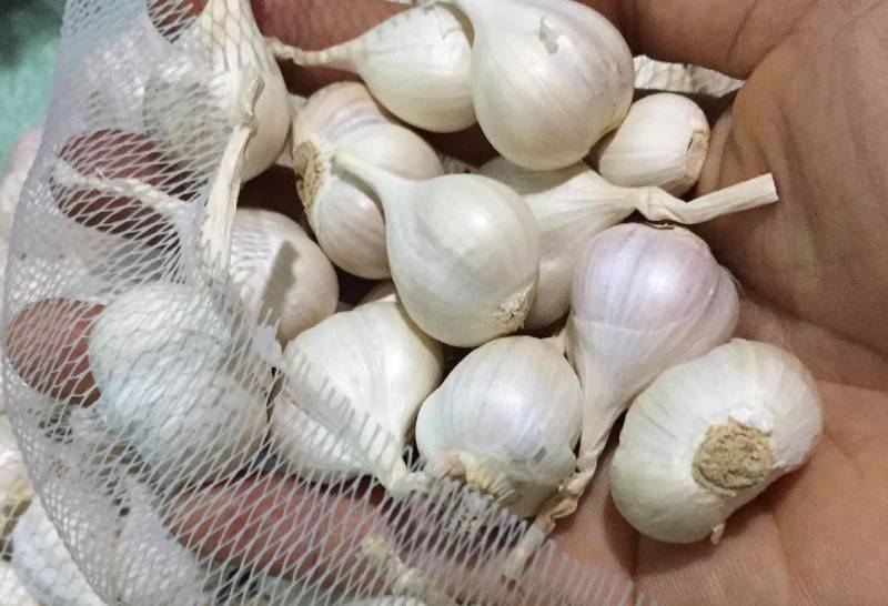 Hành khô và tỏi là gia vị thường được mua dự trữ dùng dần. Tuy nhiên, nếu bảo quản không đúng cách, chúng rất dễ mọc mầm hoặc hư hỏng