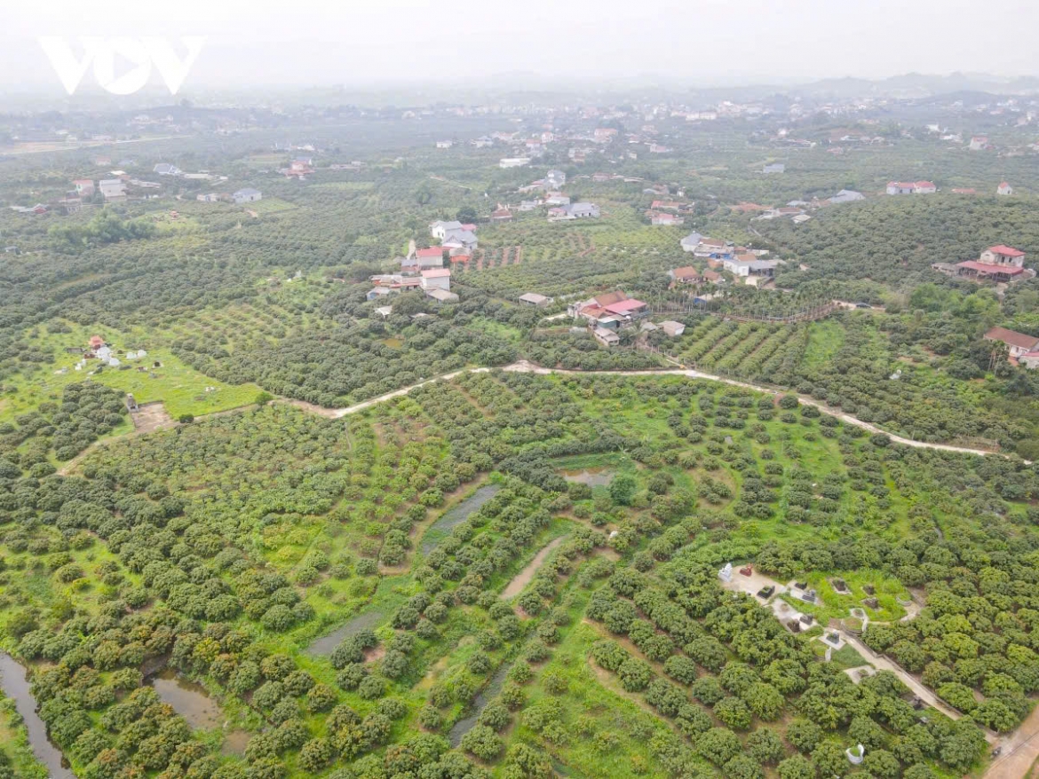 Toàn cảnh vùng trồng vải thiều