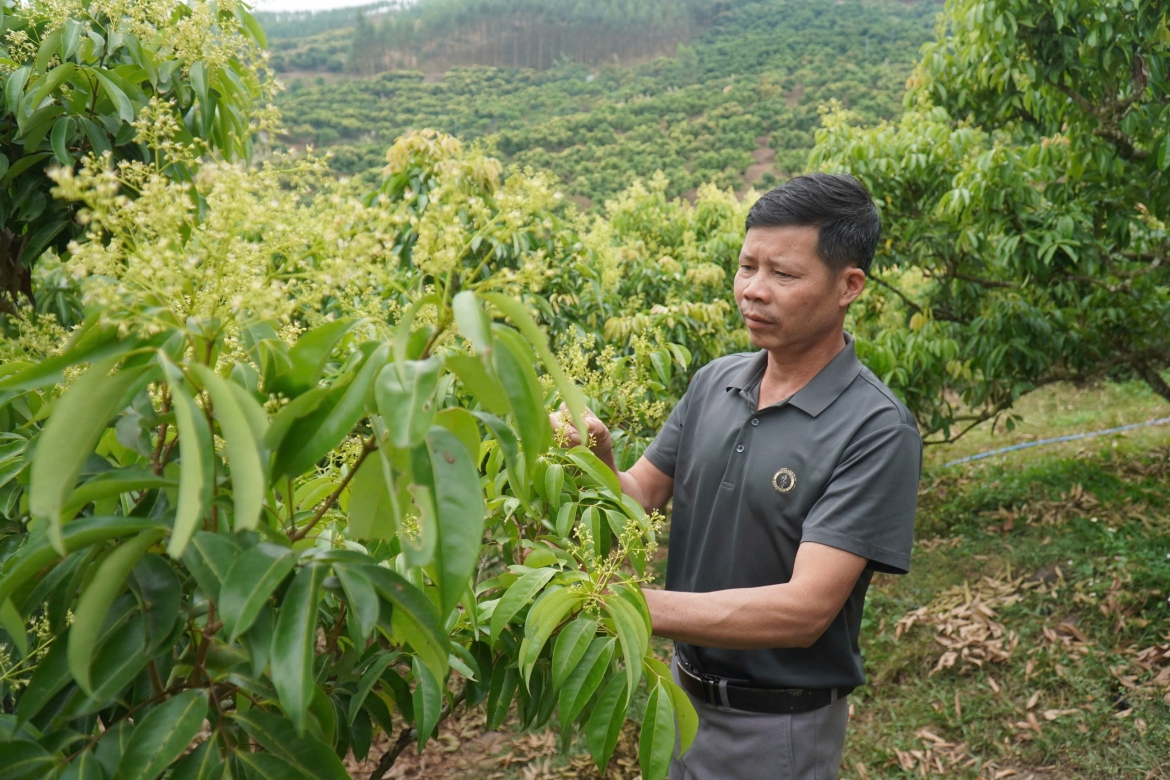 Người nông dân ở khu vực Lục Ngạn khoanh vùng các cây vải thiều không ra hoa