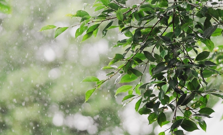 Tiết Cốc vũ là thời điểm “mưa thuận gió hòa”, thuận lợi cho gieo trồng, đồng thời báo hiệu bước chuyển rõ rệt sang đầu hè. (Ảnh: Vecteezy)