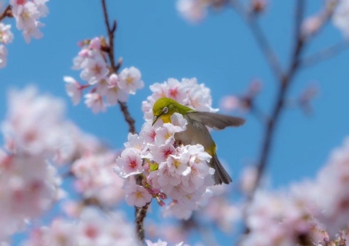 Xuân phân đánh dấu mùa xuân thiên văn. (Ảnh: Thanh Tùng)