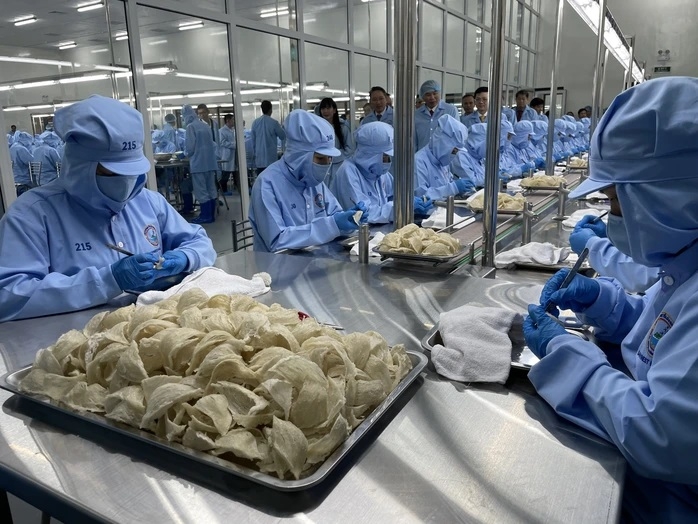 Yến sào Khánh Hòa đẩy mạnh xuất khẩu ra nước ngoài