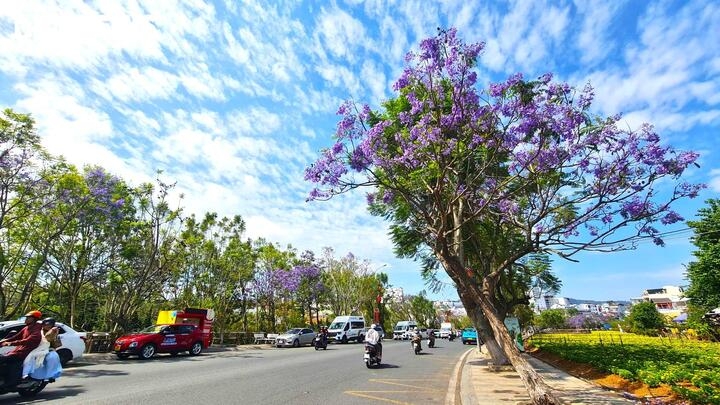 Giữa nắng vàng dịu nhẹ của tháng Ba, sắc tím ấy không rực rỡ ồn ào mà trầm lắng, mộng mơ như một bản tình ca của phố núi.