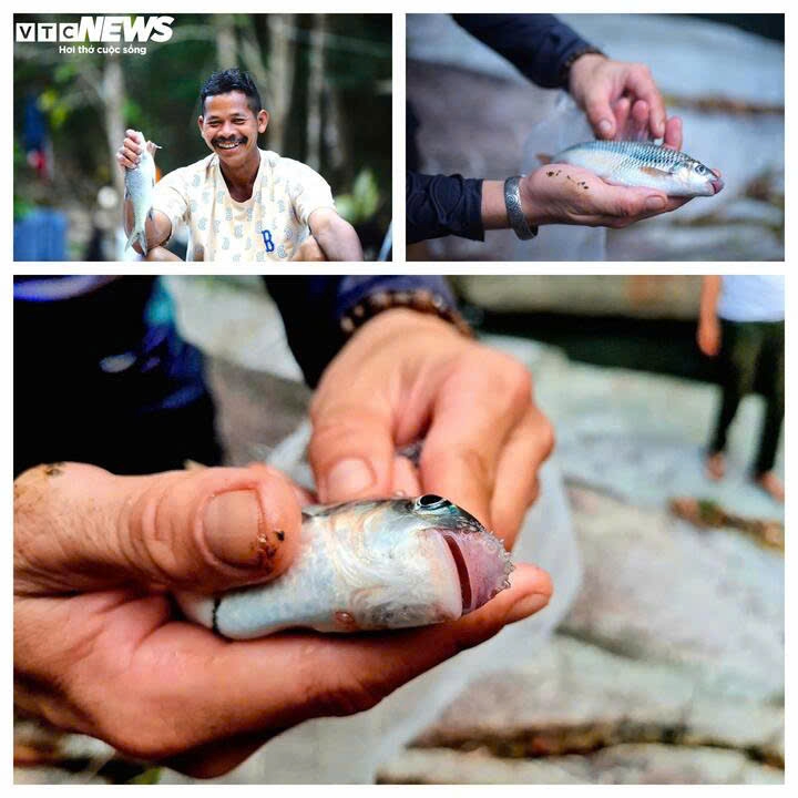 Loài cá này có kích thước lớn bằng cổ tay người trưởng thành. Trên thân có hàng vảy màu nâu và đặc biệt là phía đỉnh đầu có những sợi râu dài.