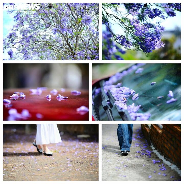 Những con đường: Nguyễn Thị Minh Khai, Xô Viết Nghệ Tĩnh, Quang Trung... những cánh hoa khẽ rơi trên vỉa hè, phủ lên phố núi một lớp ký ức mỏng manh.