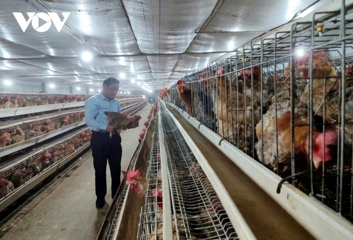 Ngành chăn nuôi dù duy trì tăng trưởng 4 - 6%/năm, cơ bản đáp ứng nhu cầu trong nước.