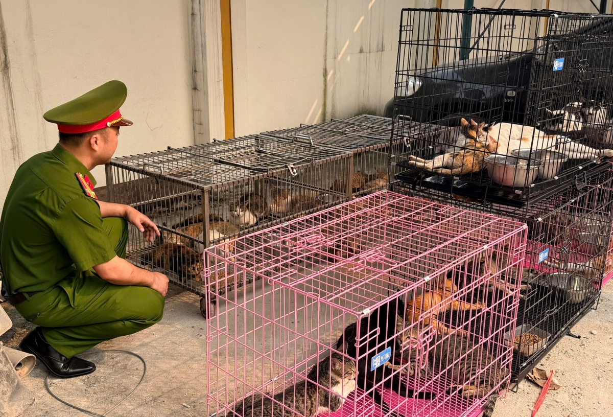 Số mèo bị các đối tượng bắt trộm