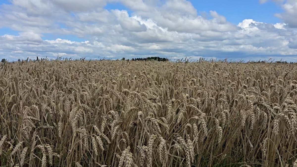 (Ảnh minh họa: Eng.lsm.lv).