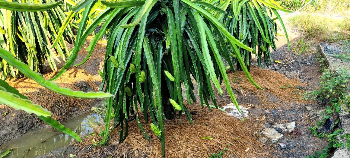 Dù vào mùa nắng hạn nhưng cây thanh long vẫn ra hoa kết trái