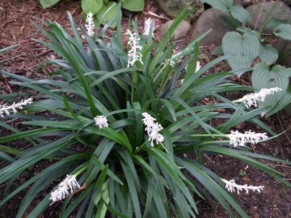 Mạch môn từ lâu đã nổi tiếng vị ngọt đắng nhẹ, tốt cho sức khỏe. (Ảnh minh họa)