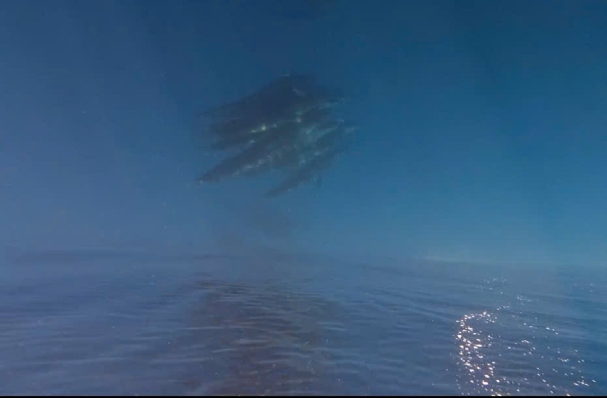 Đàn cá voi xuất hiện tại đảo Phú Quý. Ảnh cắt clip